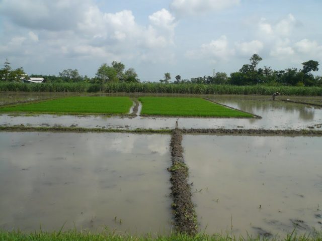 Persawahan di Desa Kemanggungan, Tarub, Tegal