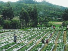 Kebun Strawberry di Desa Tuwel, Bojong, Kab. Tegal