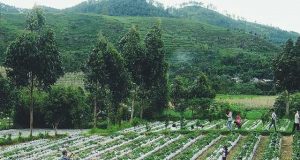 Kebun Strawberry di Desa Tuwel, Bojong, Kab. Tegal