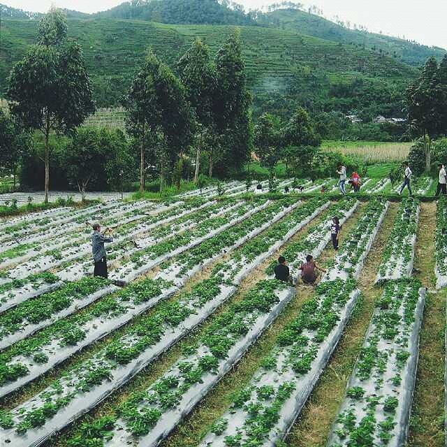 Kebun Strawberry di Desa Tuwel, Bojong, Kab. Tegal